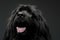 Beautiful Newfoundland dog portrait  in a dark photo studio