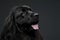 Beautiful Newfoundland dog portrait  in a dark photo studio