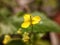 beautiful newly bloomed yellow flowers