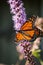 Beautiful newly emerged Monarch butterfly Danaus plexippus with wings spread landing on a Blazing Star Liatris flower