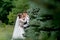 Beautiful newlyweds couple walking in the woods. Honeymooners. Bride and groom holding hand in pine forest