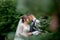 Beautiful newlyweds couple walking in the woods. Honeymooners. Bride and groom holding hand in pine forest