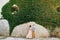 Beautiful newlyweds hold hands against the background of a stone wall entwined with gorgeous green ivy