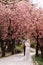 Beautiful newlyweds are hugging and smiling against the blooming pink cherry blossom on a sunny day. Spring wedding