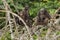 Beautiful and nice chimpanzee in the nature habitat