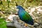 Beautiful nicobar pigeon bird in a forest.
