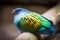 A beautiful nicobar pigeon in summer