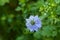 Beautiful nigella flowers in the garden