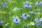 Beautiful nigella flowers in the summer garden.