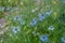 Beautiful nigella flowers in the summer garden