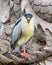 The beautiful night heron in Chongsheng Temple Dali city