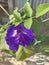 beautiful nil katarolu flowers in sri lanka