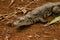 Beautiful Nile Crocodile, Closeup shot.