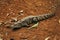 Beautiful Nile crocodile walking on the ground.