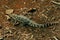 Beautiful Nile crocodile walking on the ground.