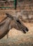 a beautiful nilgai in guwahati