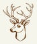 Beautiful noble deer. Vector drawing