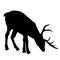 Beautiful noble proud sika deer are ruminant mammal in family Cervidae. Side view. Dark ink hand drawn picture sketchy