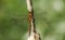 A beautiful Norfolk Hawker Dragonfly Anaciaeschna isoceles perching on a bulrush.