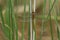 A beautiful Norfolk Hawker Dragonfly, Anaciaeschna isoceles, perching on a stem in the reeds at the edge of a lake.
