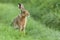 Beautiful Norfolk wild hare sat on grass