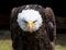 Beautiful north american bald eagle