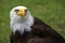 Beautiful north american bald eagle