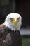 Beautiful north american bald eagle