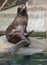Beautiful Northern fur seal Callorhinus ursinus on stone