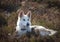 Beautiful Northern-inuit dog lying in the heather