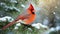 Beautiful northern male cardinal sitting on evergreen branch in winter