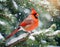 Beautiful northern male cardinal sitting on evergreen branch in winter