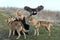 Beautiful northern warrior woman in viking clothes with wolves and Harris Hawk Parabuteo unicinctus.