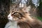 beautiful norwegian forest Cat with big ears and suspicious gaze. Looking angrily