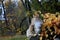 A beautiful norwegian forest cat female outdoors in autumnal light