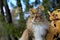 A beautiful norwegian forest cat female outdoors in autumnal light