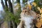 A beautiful norwegian forest cat female outdoors in autumnal light