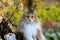 A beautiful norwegian forest cat female outdoors in autumnal light