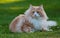 Beautiful norwegian forest cat male in the beautiful evening light