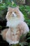 Beautiful Norwegian forest cat male sitting on a stone in garden