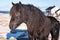 Beautiful norwegian horse, breed Dole Gudbrandsdal on a farm, winter Lofoten, Norway