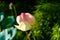 Beautiful not perfect tulip yellow pink. Garden flowers in the country on a blurred background close-up