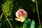 Beautiful not perfect tulip yellow pink. Garden flowers in the country on a blurred background close-up