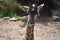 Beautiful nubian giraffe looking down at the ground