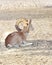 A beautiful Nubian Ibex with curved horn