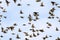 Beautiful numerous flock of starlings birds rapidly waving their feathers and wings and flying against the blue clear sky