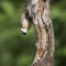 Beautiful Nuthatch bird Sitta Sittidae on tree stump in forest l