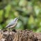 Beautiful Nuthatch bird Sitta Sittidae on tree stump in forest l