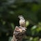 Beautiful Nuthatch bird Sitta Sittidae on tree stump in forest l