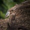 Beautiful Nuthatch bird Sitta Sittidae on tree stump in forest l